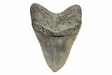 Huge, Fossil Megalodon Tooth - North Carolina #219992-1